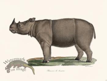 Cuvier 086 Sumatran Rhinoceros